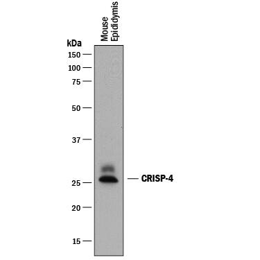 Detection of Mouse CRISP-4 antibody by Western Blot.