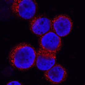 CRLR antibody in KG-1 Human Cell Line by Immunocytochemistry (ICC).