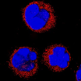 CRY1 antibody in MOLT-4 Human Cell Line by Immunocytochemistry (ICC).