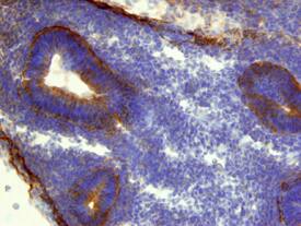 CTHRC1 antibody in Mouse Embryo by Immunohistochemistry (IHC-Fr).