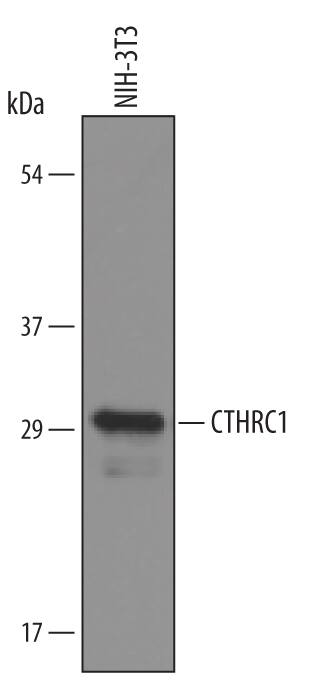 Detection of Mouse CTHRC1 antibody by Western Blot.