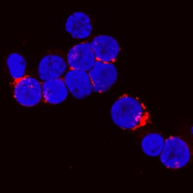 CTLA-4 antibody in Human PBMCs by Immunocytochemistry (ICC).