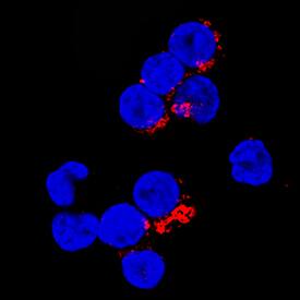 CTLA-4 antibody in Human PBMCs by Immunocytochemistry (ICC).