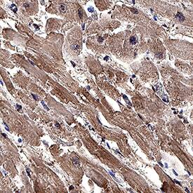 CTRP1/C1qTNF1 antibody in Human Heart by Immunohistochemistry (IHC-P).