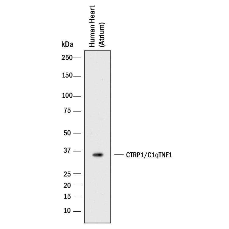 Detection of Human CTRP1/C1qTNF1 antibody by Western Blot.