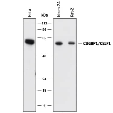 Detection of Human, Mouse, and Rat CUGBP1/CELF1 antibody by Western Blot.