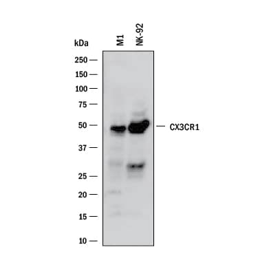 Detection of Human and Mouse CX3CR1 antibody by Western Blot.