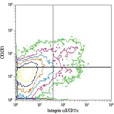 Detection of CX3CR1 antibody in Mouse Splenocytes antibody by Flow Cytometry.