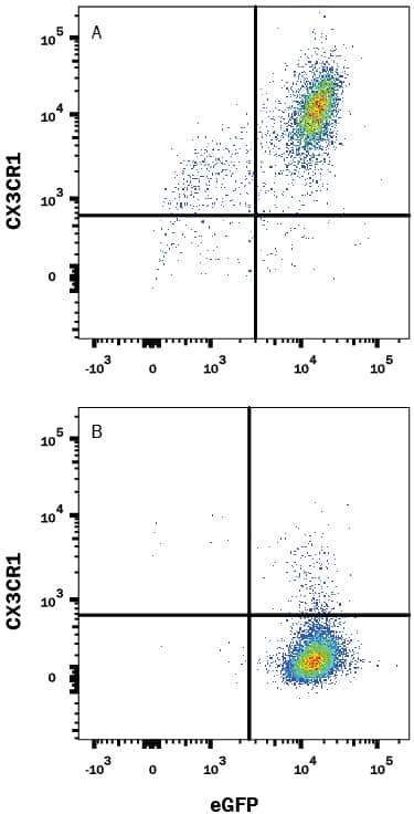 Detection of CX3CR1 antibody in CHO Chinese Hamster Cell Line Transfected with Mouse CX3CR1 and eGFP antibody by Flow Cytometry.