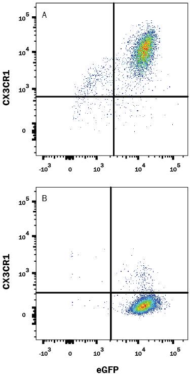 Detection of CX3CR1 antibody in CHO Chinese Hamster Cell Line Transfected with Mouse CX3CR1 and eGFP antibody by Flow Cytometry.