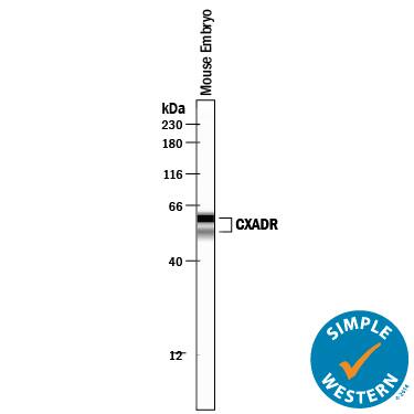 Detection of Mouse CXADR antibody by Simple WesternTM.