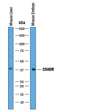 Detection of Mouse CXADR antibody by Western Blot.