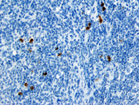 CXCL16 antibody in Human Lymph Node by Immunohistochemistry (IHC-P).