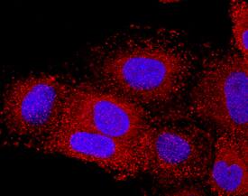 CXCL17/VCC-1 antibody in A549 Human Cell Line by Immunocytochemistry (ICC).