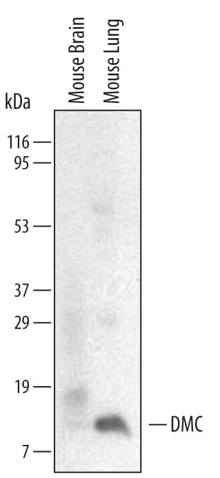 Detection of Mouse CXCL17 antibody by Western Blot.