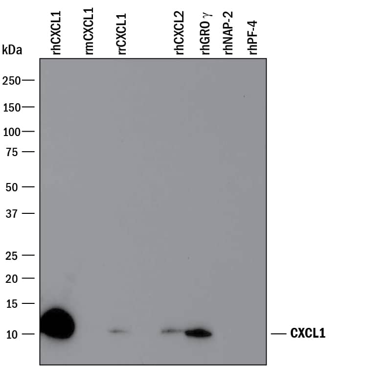 Detection of Recombinant Human CXCL1/GROa/KC/CINC-1 antibody by Western Blot.