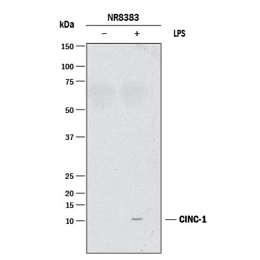 Detection of Rat CXCL1/GROa/KC/CINC-1 antibody by Western Blot.