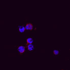 CXCL2/MIP-2 antibody in Mouse Splenocytes by Immunocytochemistry (ICC).