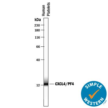 Detection of Human CXCL4/PF4 antibody by Simple WesternTM.