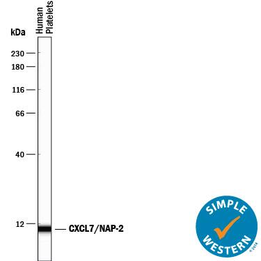 Detection of Human CXCL7/NAP-2 antibody by Simple WesternTM.