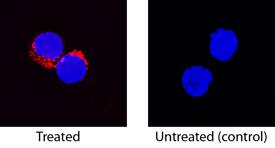IL-8/CXCL8 antibody in Canine PBMCs by Immunocytochemistry (ICC).