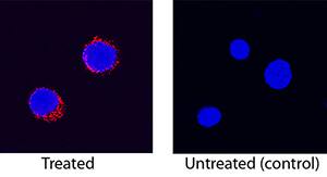 IL-8/CXCL8 antibody in Canine PBMCs by Immunocytochemistry (ICC).