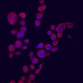 CXCL9/MIG antibody in THP-1 Human Cell Line by Immunocytochemistry (ICC).