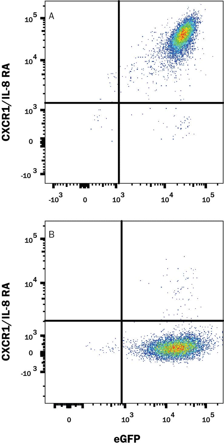 Detection of CXCR1/IL-8 RA antibody in HEK293 Human Cell Line Transfected With Mouse CXCR1/IL-8 RA and eGFP antibody by Flow Cytometry.