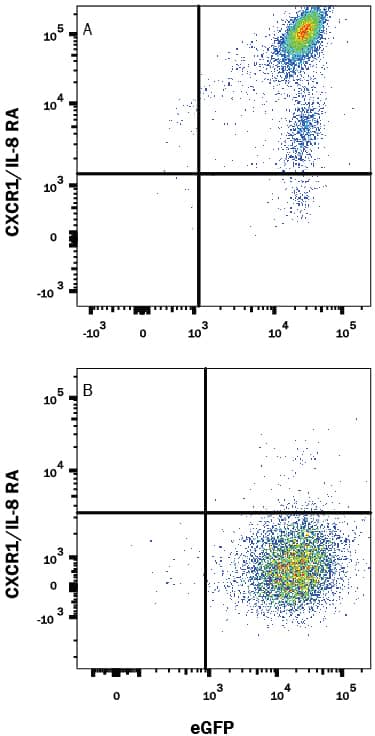 Detection of CXCR1/IL-8 RA antibody in HEK293 Human Cell Line Transfected with Mouse CXCR1/IL-8 RA and eGFP antibody by Flow Cytometry.