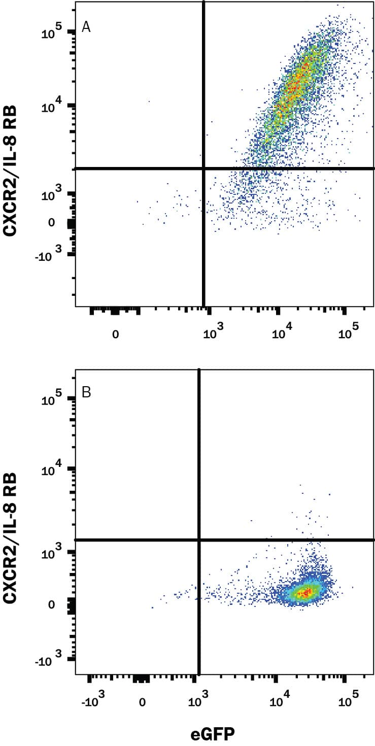 Detection of CXCR2/IL-8 RB antibody in HEK293 Human Cell Line Transfected with Mouse CXCR2/IL-8 RB and eGFP antibody by Flow Cytometry.