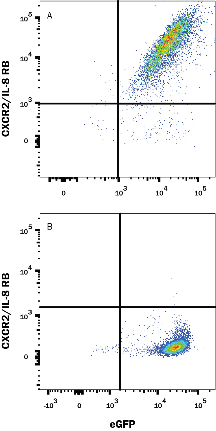 Detection of CXCR2/IL-8 RB antibody in HEK293 Human Cell Line Transfected with Mouse CXCR2/IL-8 RB and eGFP antibody by Flow Cytometry.