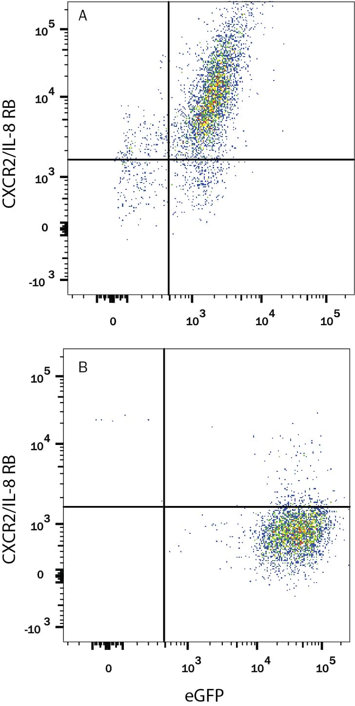 Detection of CXCR2/IL-8 RB antibody in HEK Human Cell Line Transfected with Rat CSCR2/IL-8 RB and eGFP antibody by Flow Cytometry.