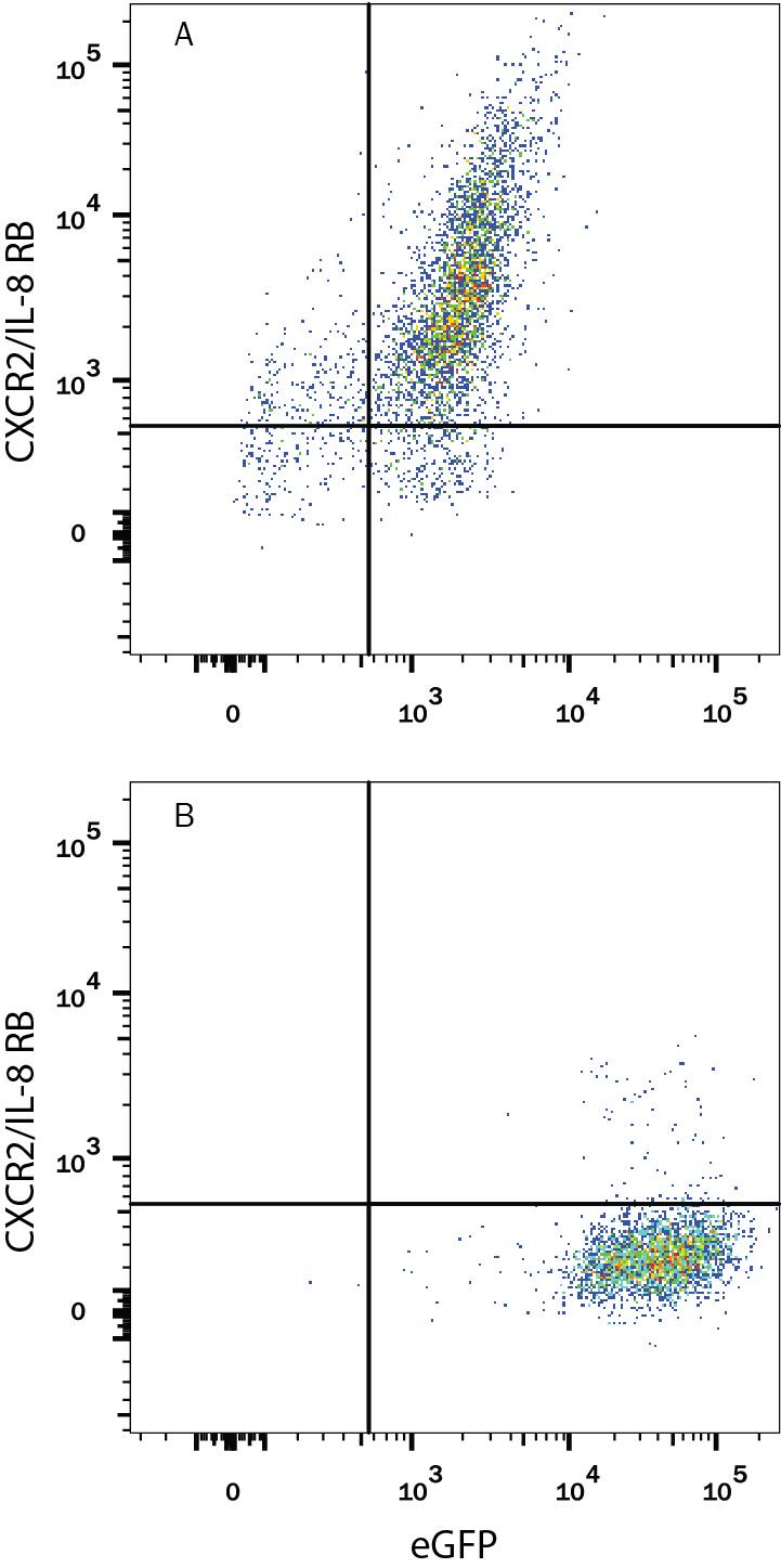 Detection of CXCR2/IL-8 RB antibody in HEK Human Cell Line Transfected with Rat CSCR2/IL-8 RB and eGFP antibody by Flow Cytometry.