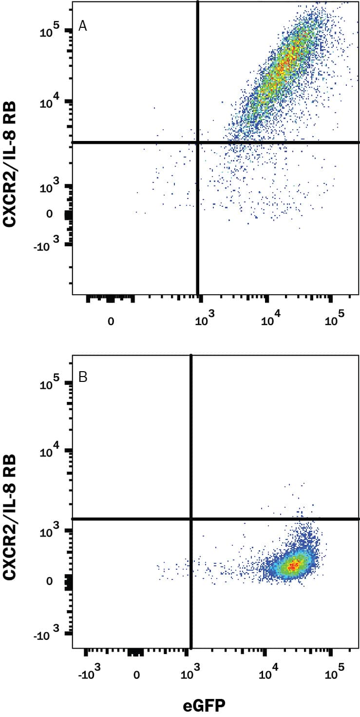 Detection of CXCR2/IL-8 RB antibody in HEK293 Human Cell Line Transfected with Mouse CXCR2/IL-8 RB and eGFP antibody by Flow Cytometry.