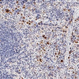 CXCR2/IL-8 RB antibody in Mouse Spleen by Immunohistochemistry (IHC-Fr).
