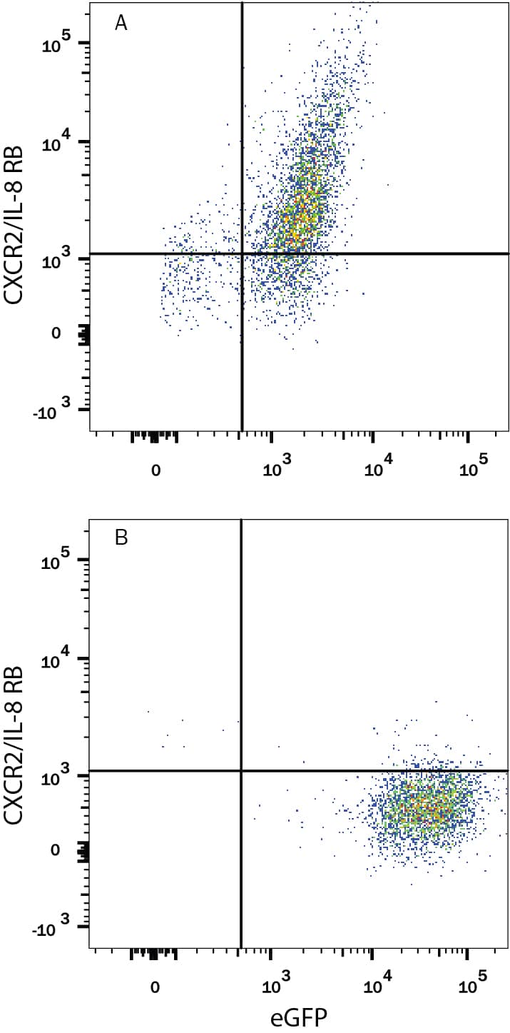 Detection of CXCR2/IL-8 RB antibody in HEK293 Human Cell Line Transfected with Rat CXCR2/IL-8 RB and eGFP antibody by Flow Cytometry.