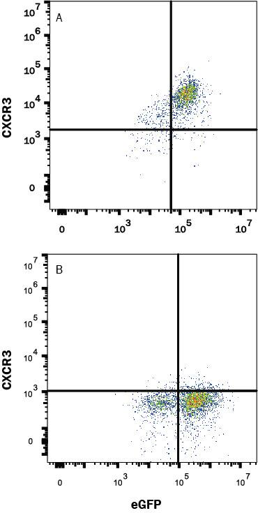 Detection of CXCR3 antibody in HEK293 Human Cell Line Transfected with human CXCR3 and eGFP antibody by Flow Cytometry.