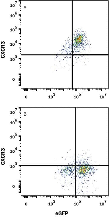 Detection of CXCR3 antibody in HEK293 Human Cell Line Transfected with human CXCR3 and eGFP antibody by Flow Cytometry.
