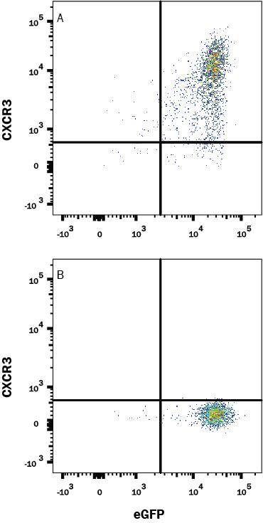 Detection of CXCR3 antibody in NS0 Cell Line Transfected with Rat CXCR3 and eGFP antibody by Flow Cytometry.