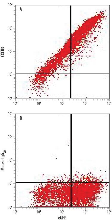 Detection of CXCR3 antibody in CHO Chinese Hamster Cell Line Transfected with Rat CXCR3 and eGFP antibody by Flow Cytometry.