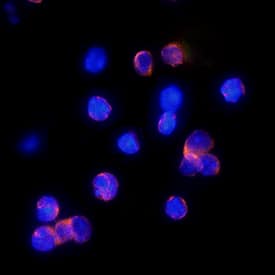 CXCR4 antibody in Mouse Splenocytes by Immunocytochemistry (ICC).