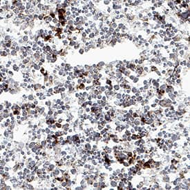 CXCR4 antibody in Mouse Spleen by Immunohistochemistry (IHC-Fr).