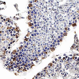 CXCR4 antibody in Mouse Testis by Immunohistochemistry (IHC-Fr).