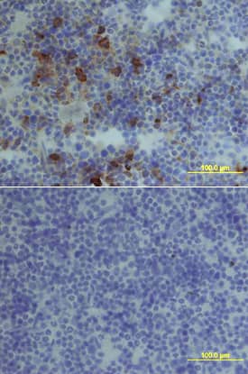 CXCR4 antibody in Mouse Spleen by Immunohistochemistry (IHC-Fr).