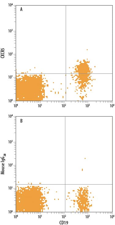 Detection of CXCR5 antibody in Human Peripheral Blood Cells antibody by Flow Cytometry.