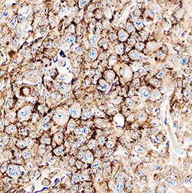 CXCR5 antibody in Human Kidney by Immunohistochemistry (IHC-P).