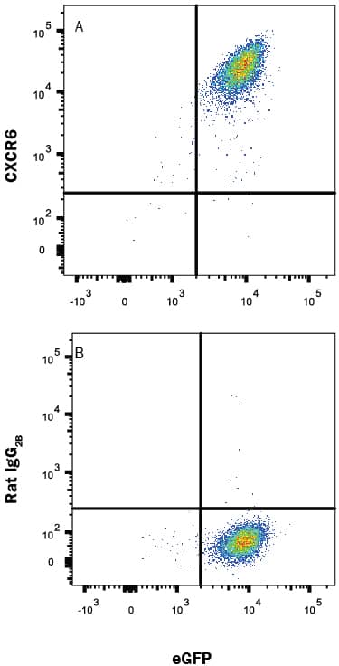 Detection of CXCR6 antibody in BaF3 Mouse Cell Line Transfected with Mouse CXCR6 and eGFP antibody by Flow Cytometry.