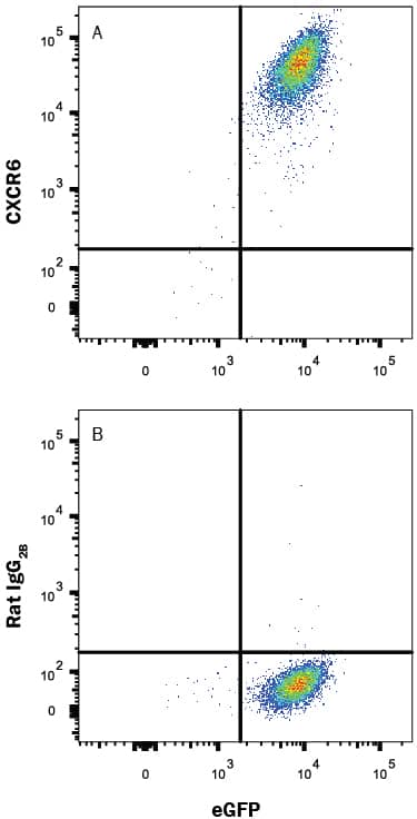 Detection of CXCR6 antibody in BaF3 Mouse Cell Line Transfected with Mouse CXCR6 and eGFP antibody by Flow Cytometry.