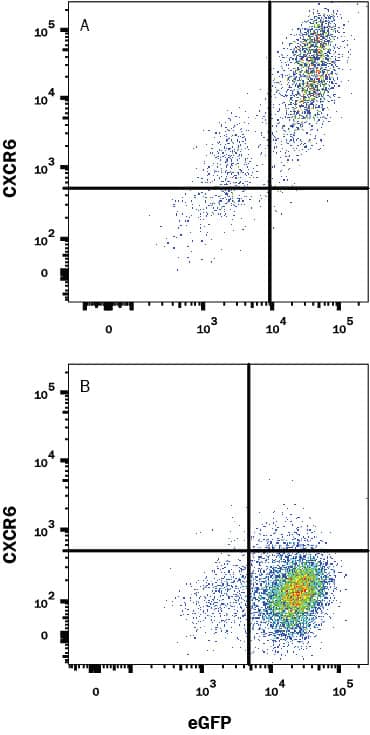 Detection of CXCR6 antibody in HEK293 Human cell line transfected with Human CXCR6 and eGFP antibody by Flow Cytometry.