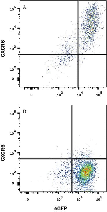 Detection of CXCR6 antibody in HEK293 Human cell line transfected with Human CXCR6 and eGFP antibody by Flow Cytometry.